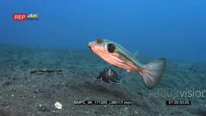 Two striped puffer fish, Arothron manilensis swim in front of a Veined octopus or coconut.
