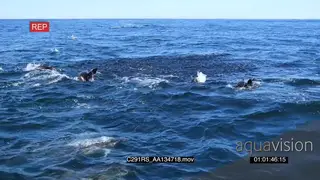 A school of common dolphins swimming and porpoising while feeding on the bait ball of.