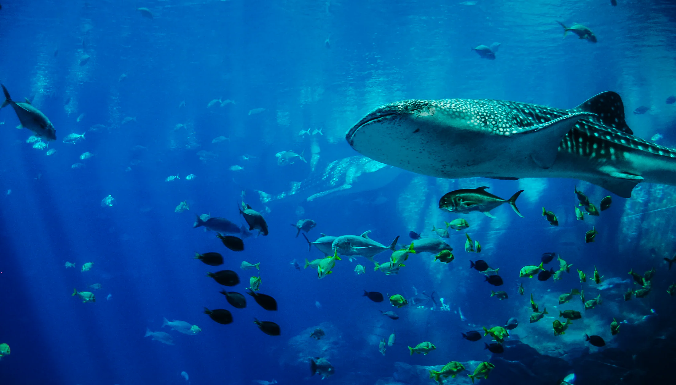 Whale shark swimming with reef fish underwater