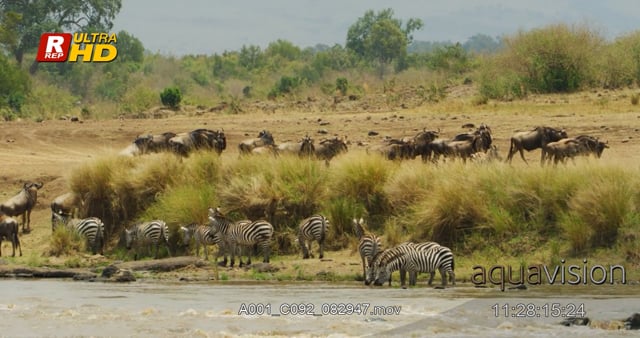 Zebras and wildebeest from the Aquavision archive